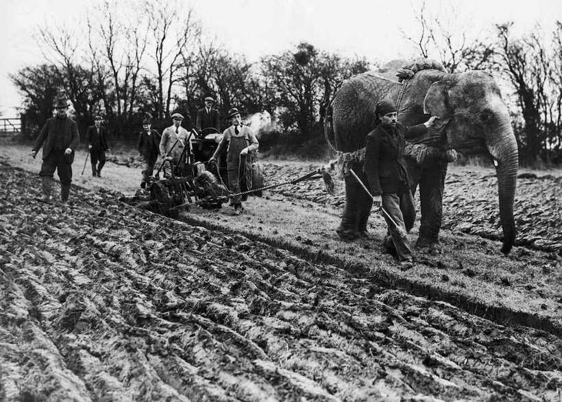 Чому в Європі під час війни коней замінювали слонами з цирків та зоопарків
