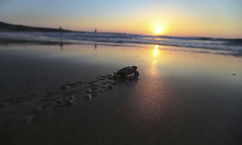 Зворушливе відео: як на Кіпрі допомагають маленьким черепашкам дістатися до моря