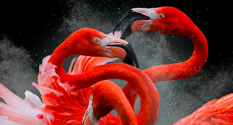 Кращі фотографії птахів з конкурсу Bird Photographer of the Year