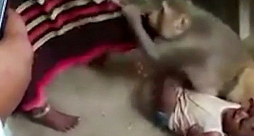 Відео: В Індії мавпа намагалася вкрасти немовляти на очах у місцевих жителів