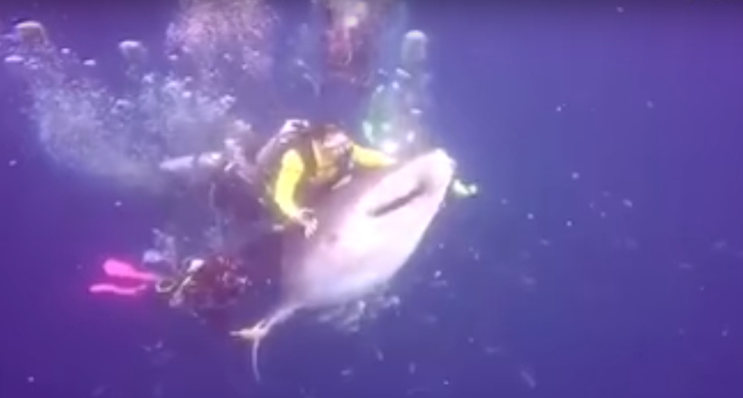 Відео: В Індонезії заарештували дайвера, який намагався покататися на китової акули