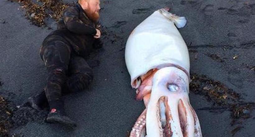 На берег Нової Зеландії викинуло гігантського кальмара