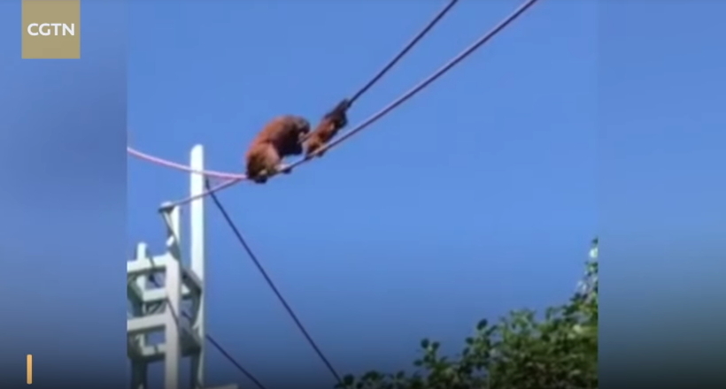 Відео: Турботлива мама-орангутан допомагає маляті пройти по мотузці