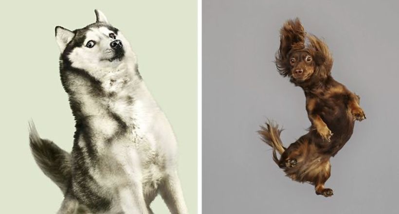 Смішні портрети літаючих собак від німецького фотографа