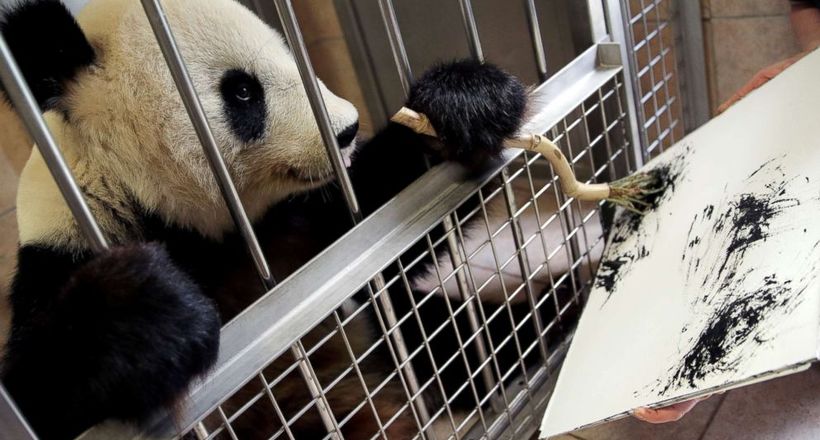 Відео: Панда навчилася малювати картини, які зоопарк продає по 490 євро
