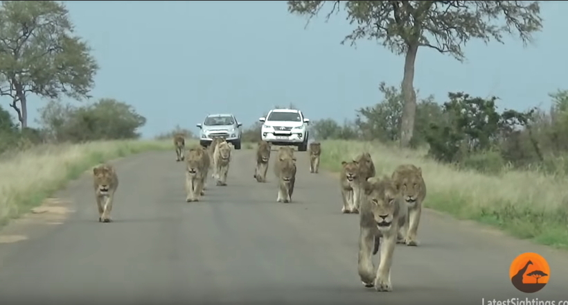 Відео: Величезний левиний прайд йде по дорозі повз машин