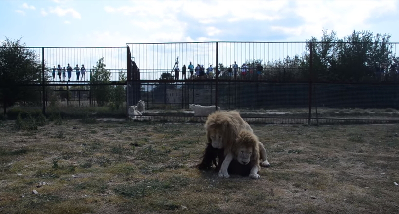 Відео: Леви ділять м'ясо у кримському сафарі-парку