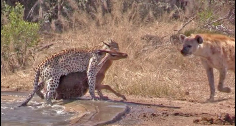 Відео з ПАР: Гієна допомогла антилопі втекти від леопарда