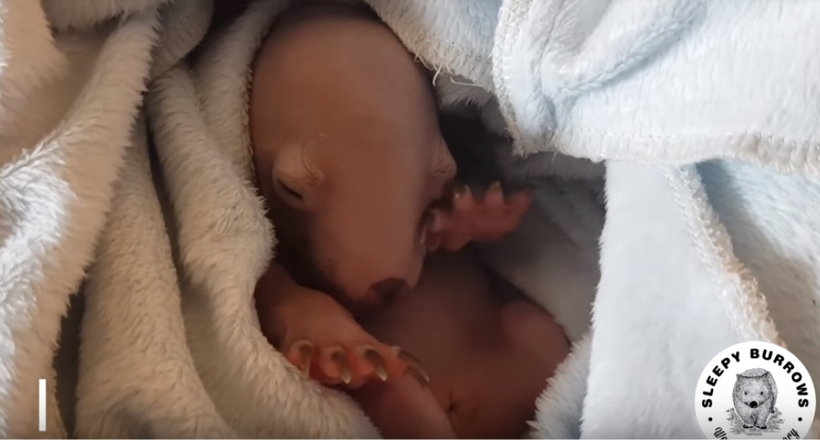 Відео: Чарівному малюкові вомбата сняться сни