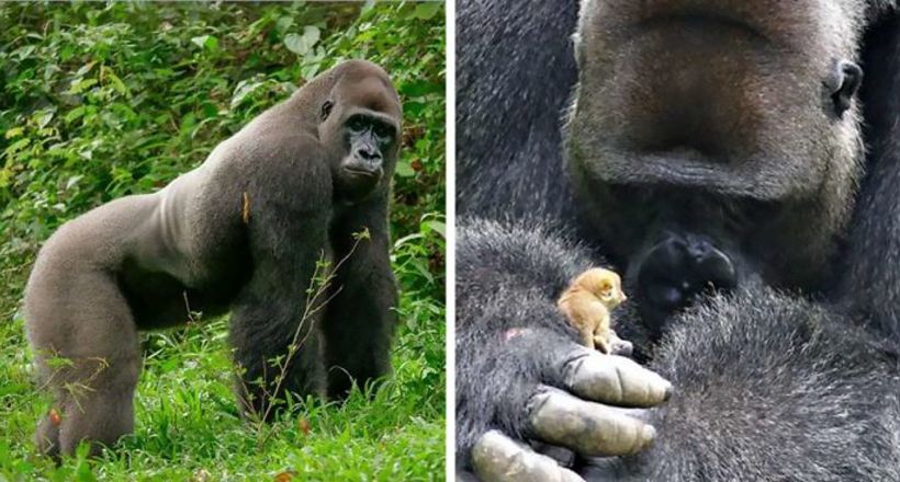 24-річний самець горили подружився з крихітним лісовим звіром, і це неймовірно