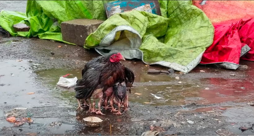 Зворушливе відео з Індії: Мама-курка захищає своїх курчат від дощу