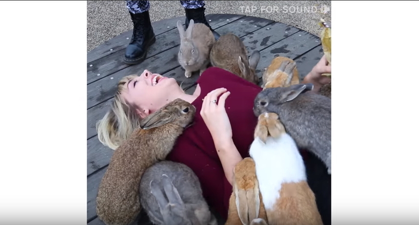 Відео: Цілий острів добродушних кроликів в Японії