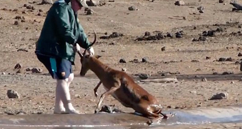 Відео: Турист урятував антилопу, витягнувши за рогу з каналу