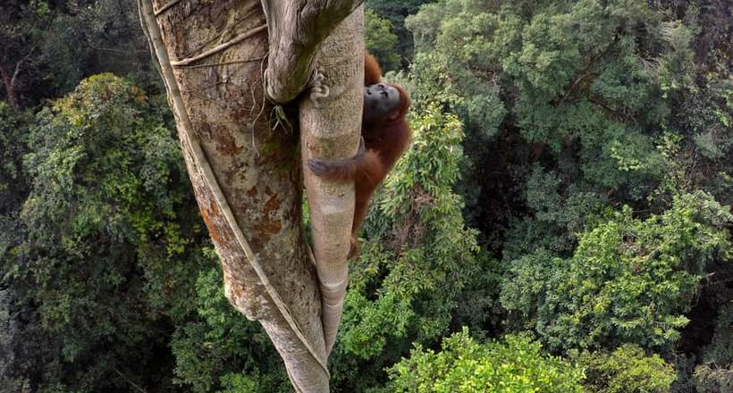 Фото дня: орангутан піднімається на дерево