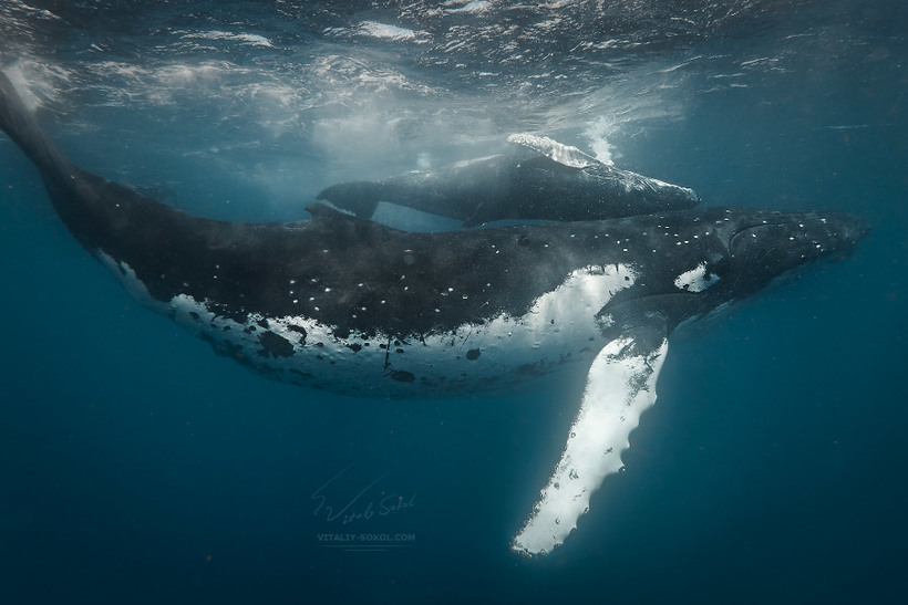 Мрії збуваються: купання з китами