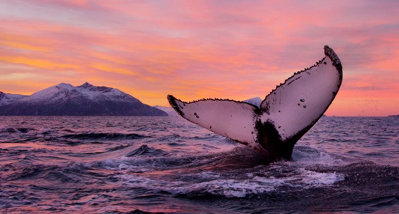Як кити і ведмеді стали новою ідеєю для залучення туристів в Норвегію