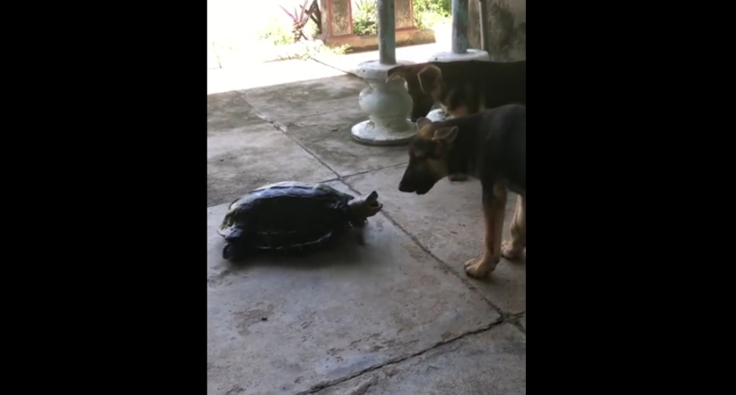 Відео: Агресивна черепаха ганяється за двома надміру цікавими собаками