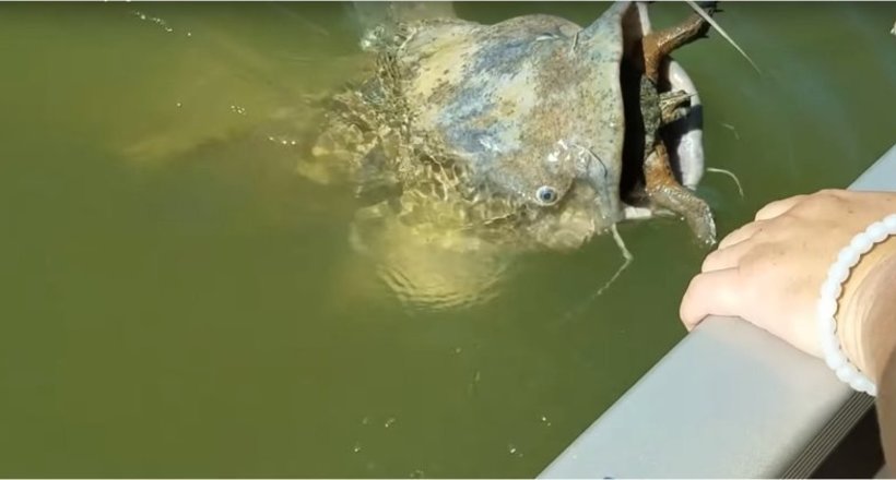 Відео: Люди прийшли на допомогу сому, в пащі якого міцно застрягла черепаха