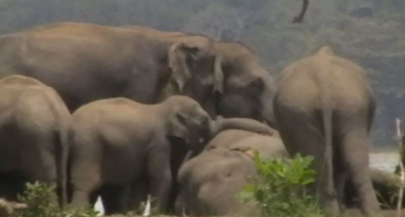 Драматичне відео: Сотні слонів прощаються зі своїм ватажком, загиблим у бою