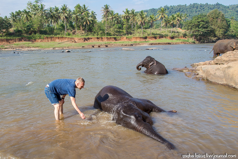 Купання слона на Шрі-Ланці