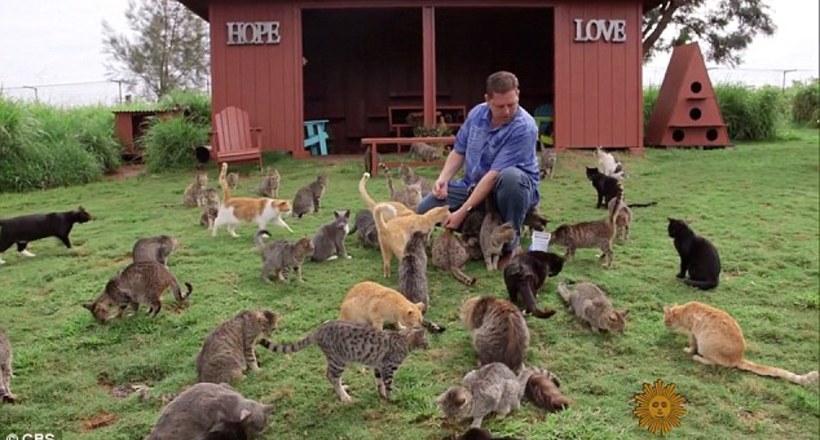 Як виглядає котячий рай: гавайський острів, де живуть 600 кішок