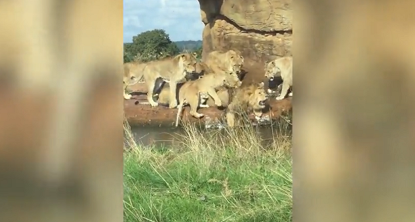 Відео: Людям довелося рятувати лева від нападу розлючених левиць