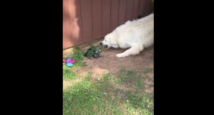 Відео: Собака намагалася захистити господиню від змії, але все пішло не за планом