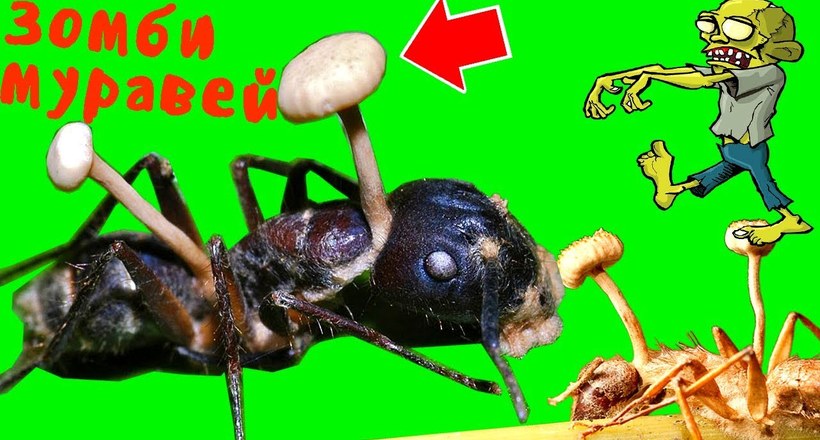 Відео: Гриб, який робить з мурашок зомбі