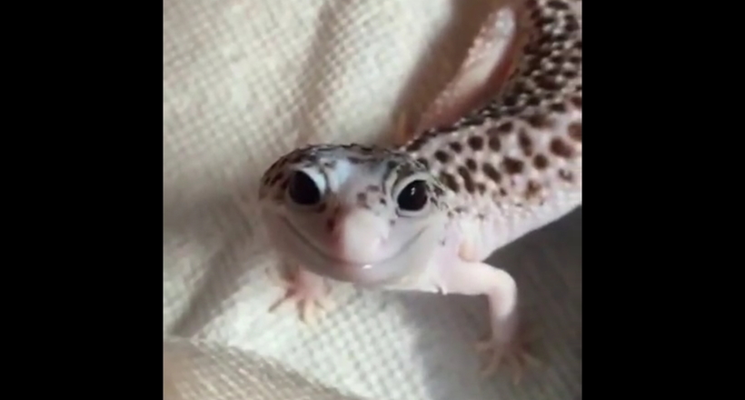 Відео, підкорює з першого кадру: усміхнена ящірка з великими чорними очима
