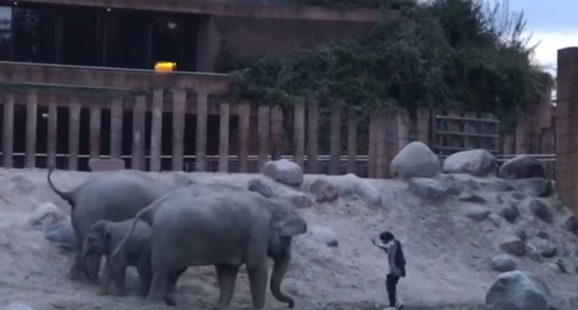 Відео: У Данії чоловік стрибнув у вольєр до слонів і дивом вийшов від них неушкодженим