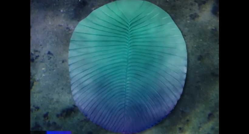 Відео: На березі Білого моря знайшли найдавніше тварину віком 558 млн років