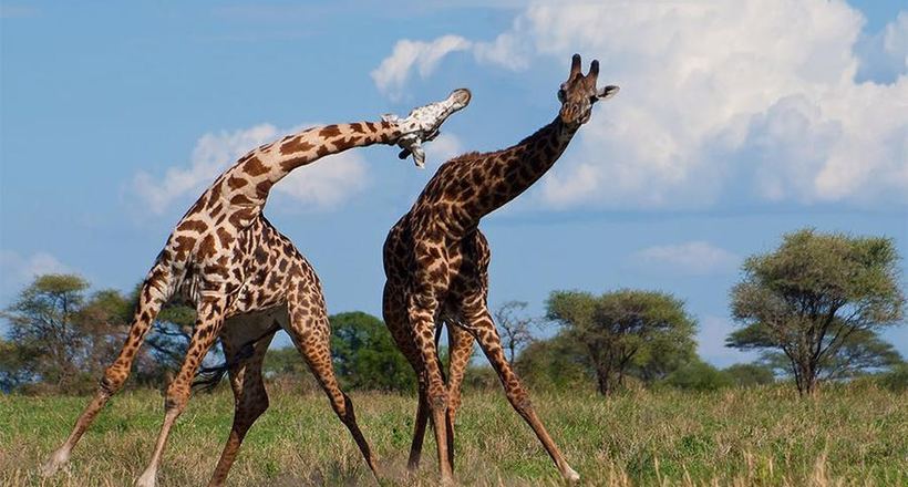 Смішне відео: Як б'ються жирафи