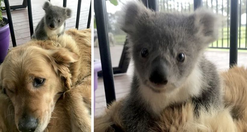 Прекрасна історія: в Австралії ретривер врятував маленьку коалу