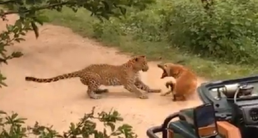 Відео: Леопард накинувся на собаку, але та дала відсіч