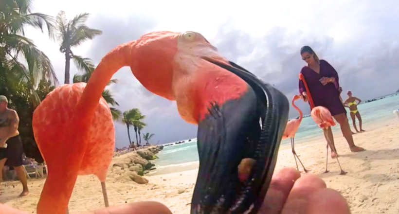 Відео з казкового острова Аруба, де на пляжі рожевих фламінго можна годувати з руки