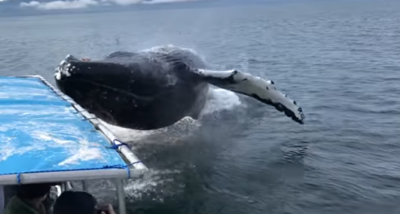Відео: Величезний горбатий кит влаштував туристам в човні справжнє цунамі