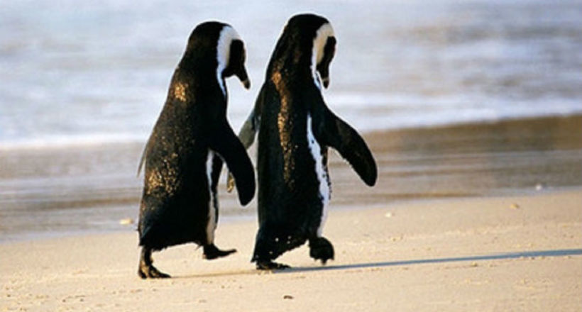 Відео про романтику в тваринному світі: Пінгвіни гуляють по пляжу, тримаючись за крильця