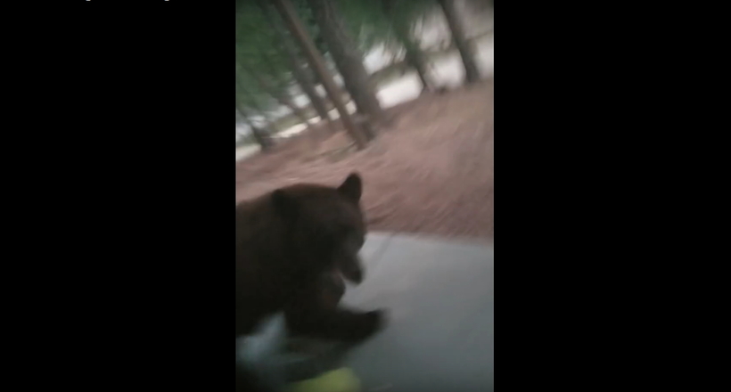 Відео: Чоловік думав, що у двері собака, але вийшов і побачив розлюченого ведмедя