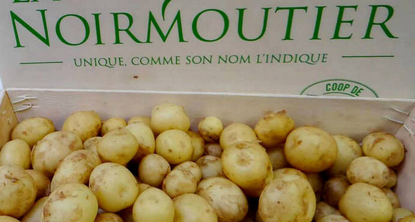 100 євро за кілограм: чим унікальна картопля, що росте на острові Нуармутьє