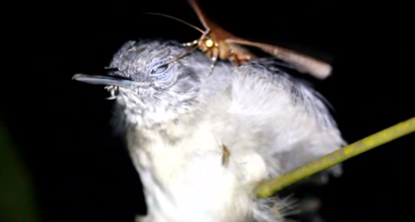 Відео: Метелик непомітно п'є сльози у сплячої птиці