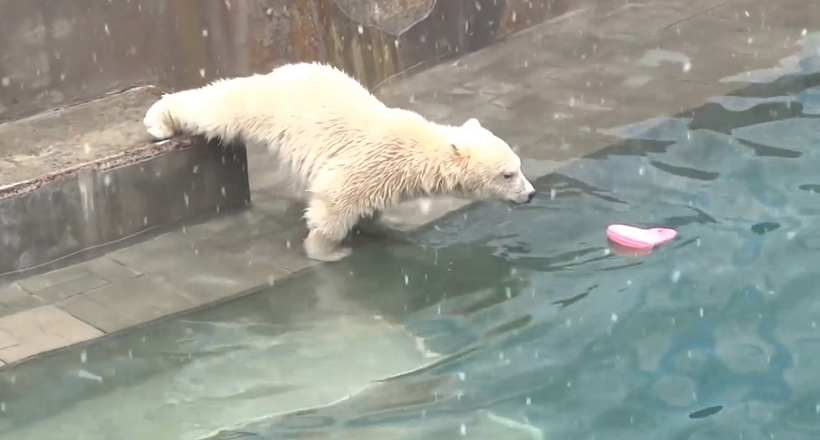 Відео: Ведмедик впав у воду іграшку і не знає, як попросити маму її дістати 