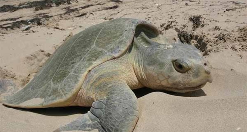 Відео: На пляжі в Мексиці тисячі черепах почали відкладати яйця
