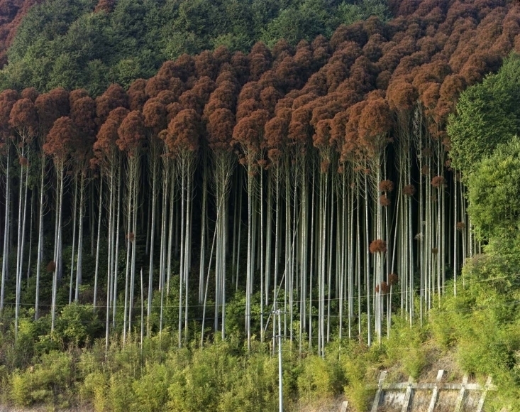 20 робіт японських фотографів, які показують, що у природи є душа
