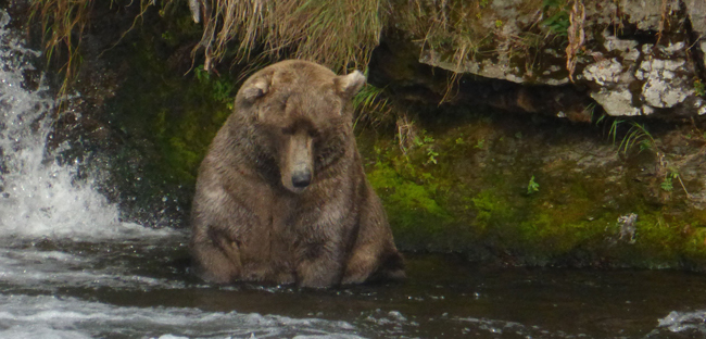 У національному парку США вибрали самого толстого ведмедя