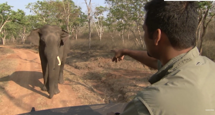 Відео: Знімальна група ВВС зустріла роздратованого слона