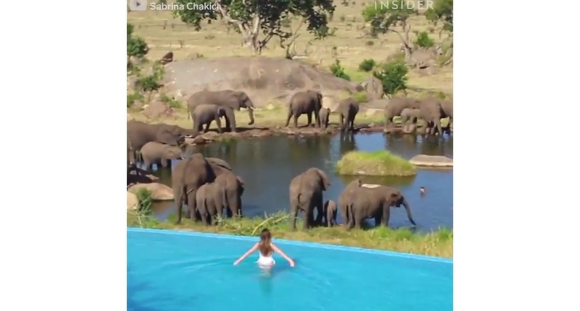 Відео: Готель, де прямо з басейну можна спостерігати за дикими тваринами 