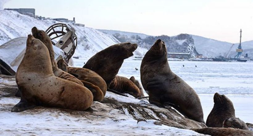 Відео: Морські леви припливли в Петропавловськ-Камчатський, щоб залишитися тут на зиму