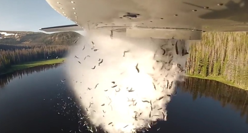 Відео: Навіщо в Америці риб скидають з літака