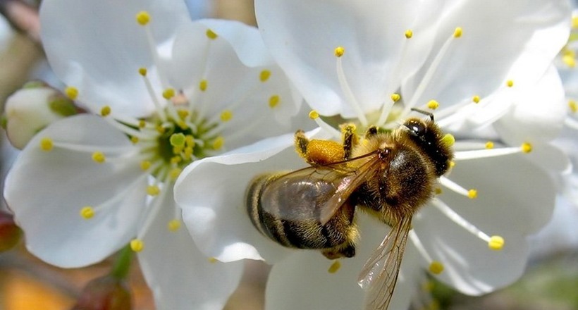 Не буде гречки, яблук і кави: що відбудеться, якщо на Землі зникнуть бджоли