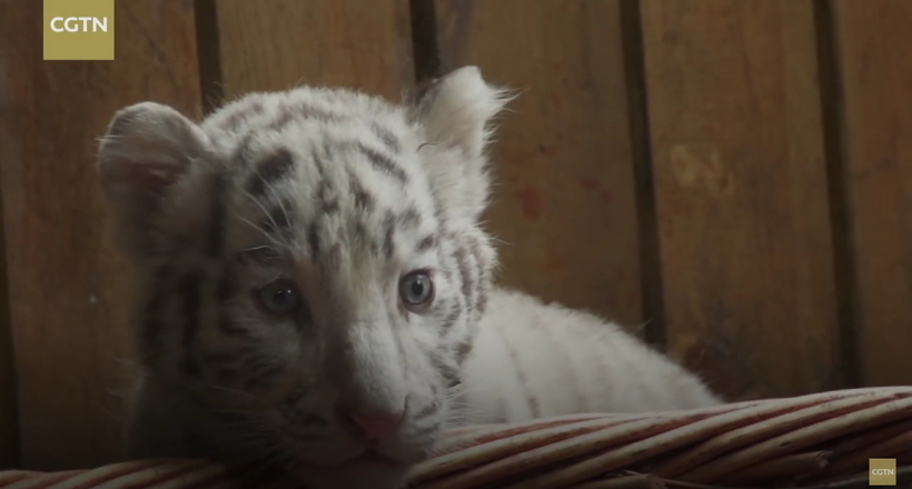 Відео рідкісних білих тигренят, які народилися у китайському зоопарку
